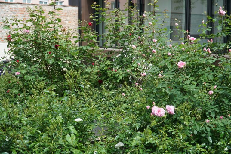 Rosengarten in der Rosengasse. Foto: Stadt Landshut