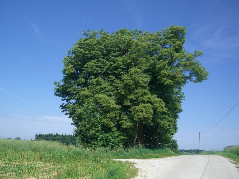 Patzinger Linde in Adlkofen. Foto: Anna Maria Hinds