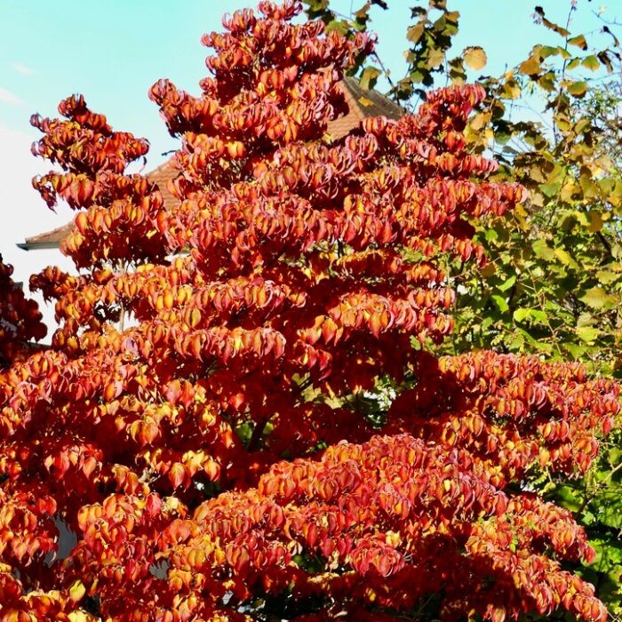 Bäume und Grün im herbstlichen Landshut, Quelle: Helmut Wartner