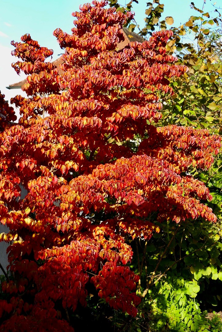 Bäume und Grün im herbstlichen Landshut, Quelle: Helmut Wartner