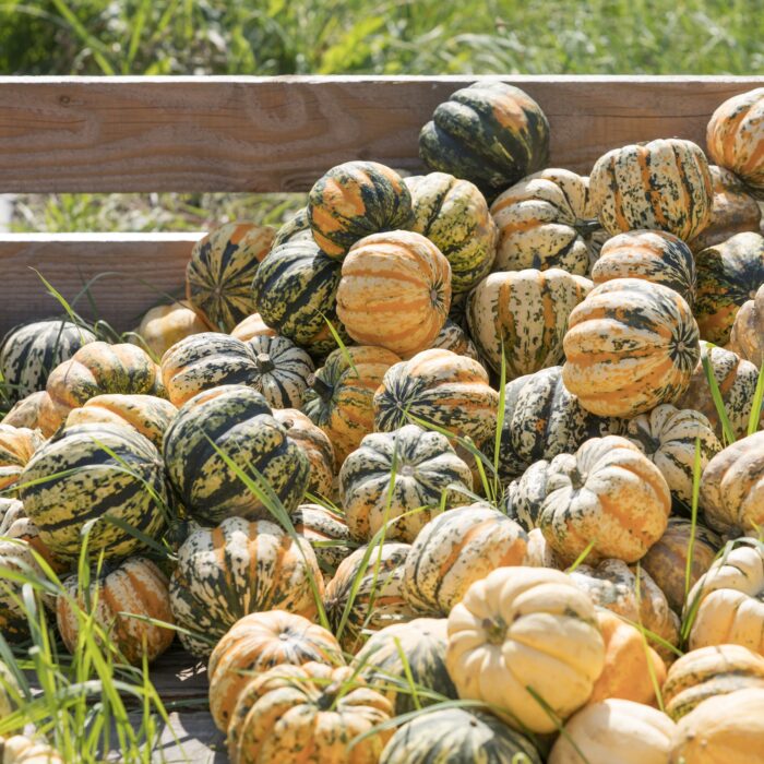 Genussvoll in den Herbst - von Erntedank bis Kirchweih